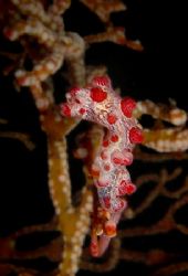 Pigmy Seahorse taken in Lembeh North Sulawesi Indonesia by Kaufik Anril Hartantho 